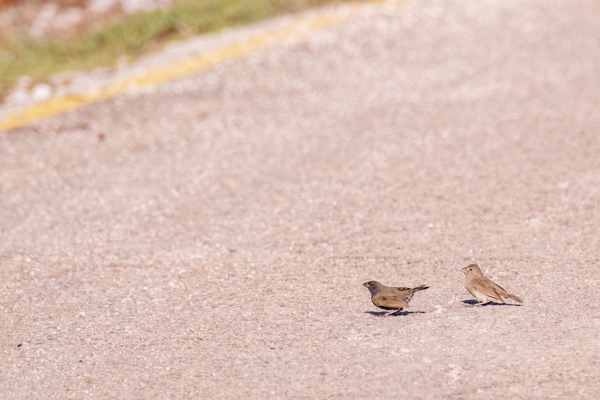 Black-faced Grassquit - ML643329879