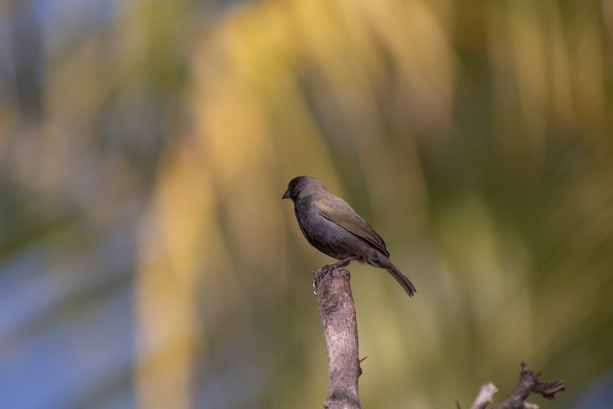Black-faced Grassquit - ML643329880