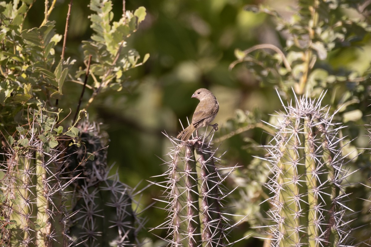 Black-faced Grassquit - ML643329881