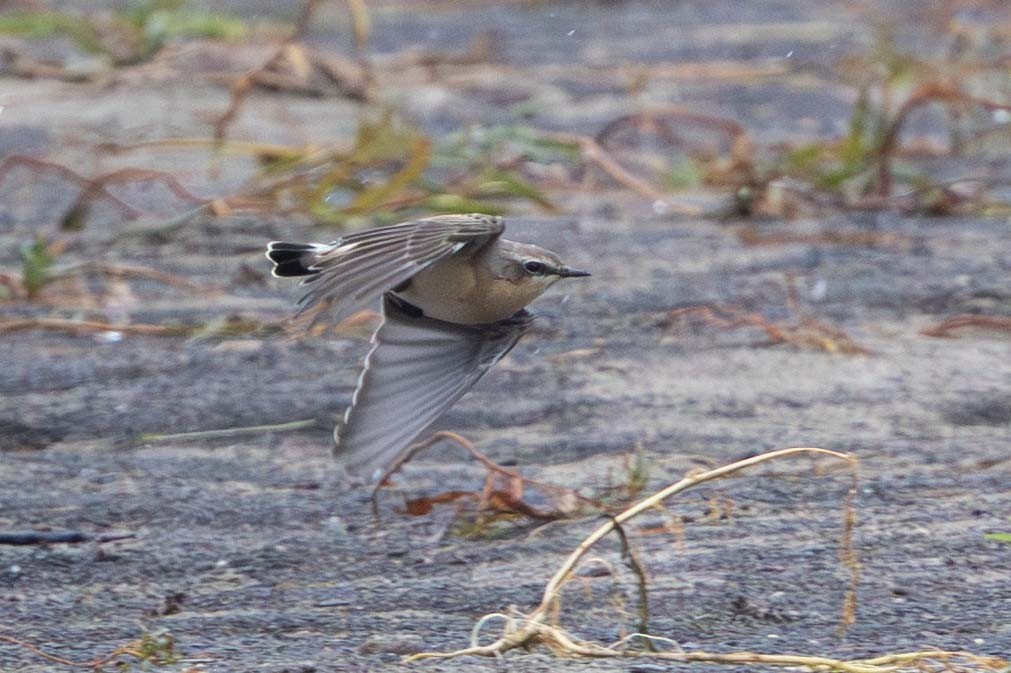 Culbianco - ML643329895