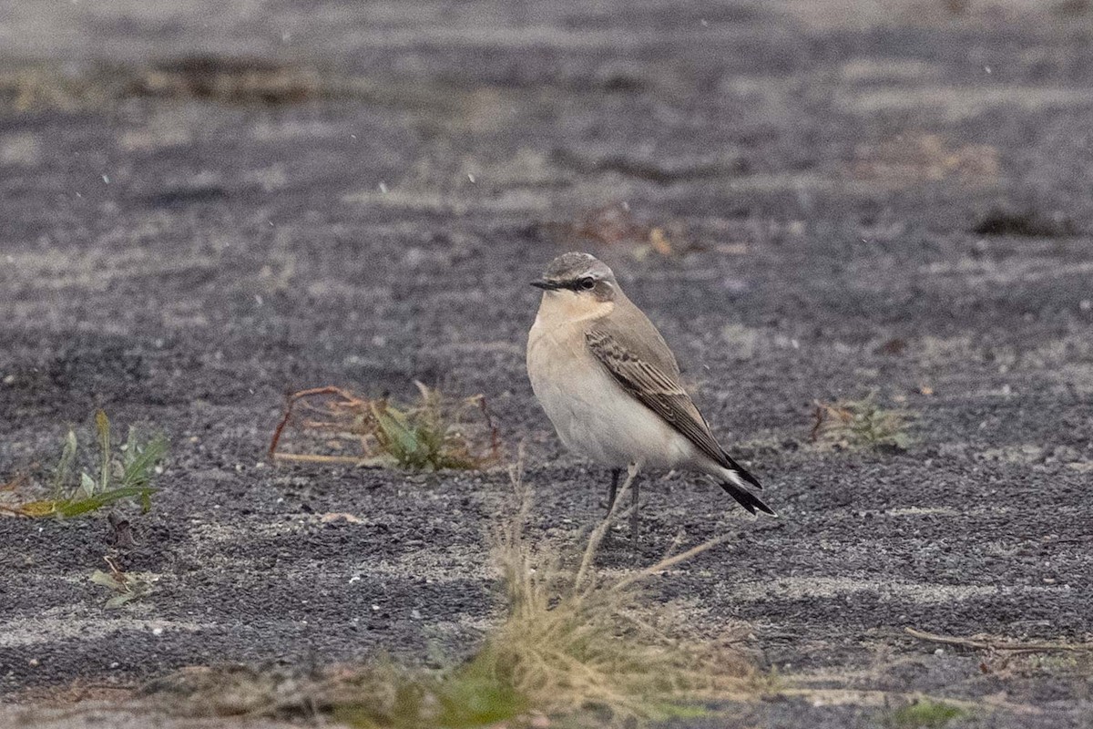 Culbianco - ML643329896