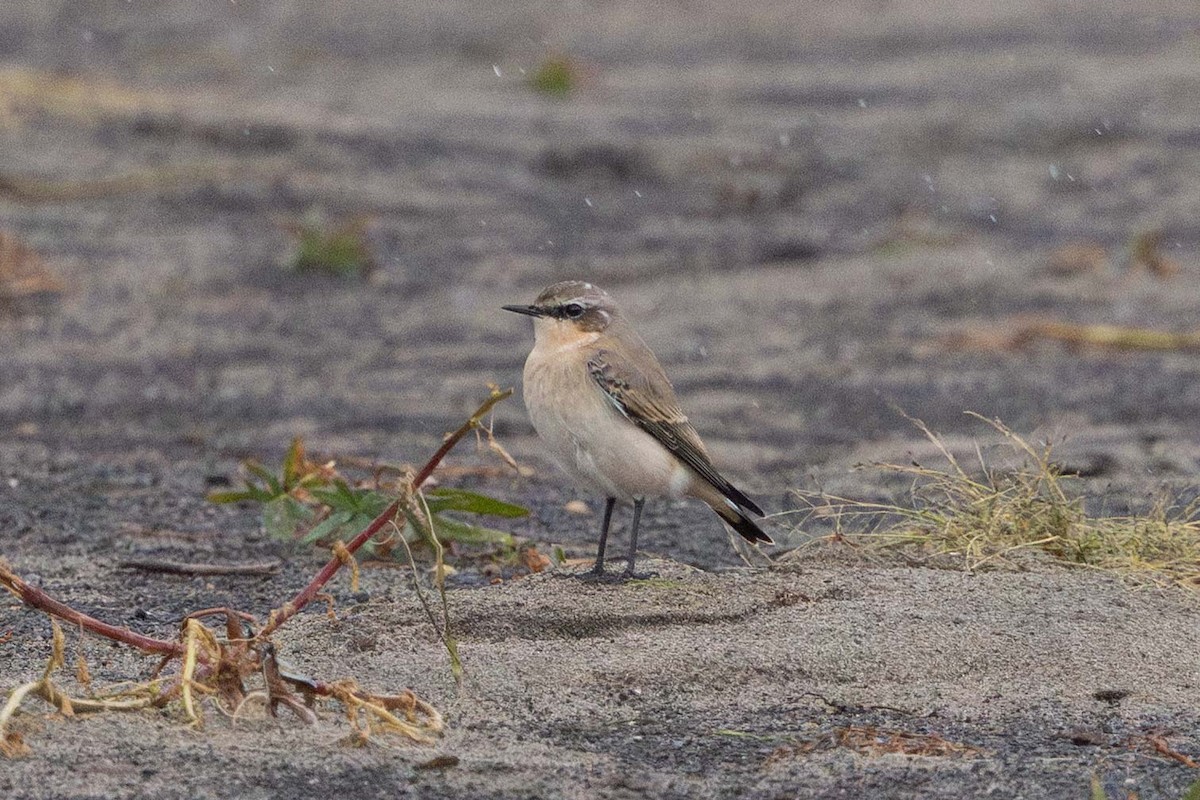 Culbianco - ML643329897