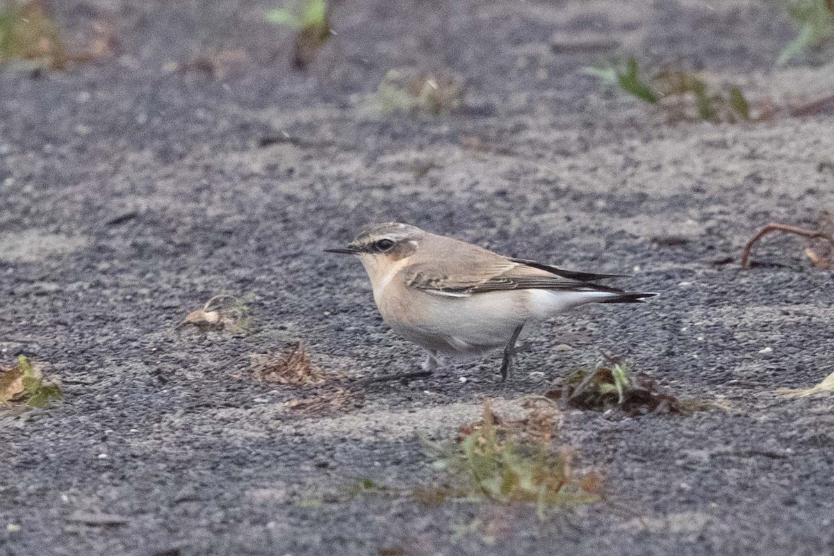 Culbianco - ML643329898