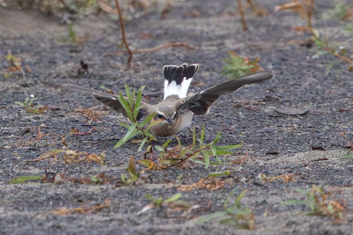 Culbianco - ML643329899