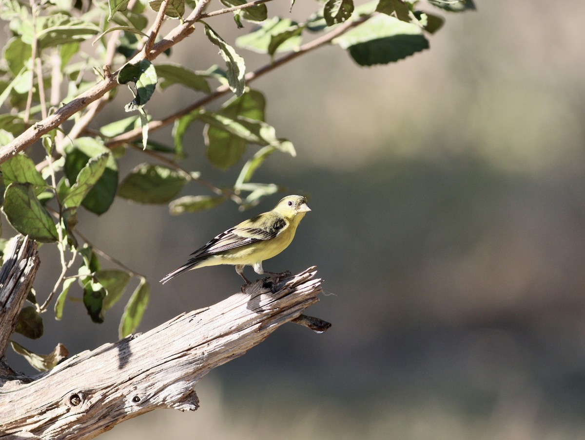 Lesser Goldfinch - ML643329920