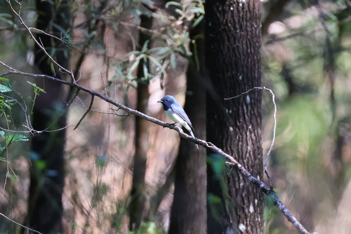 Leaden Flycatcher - ML643329932