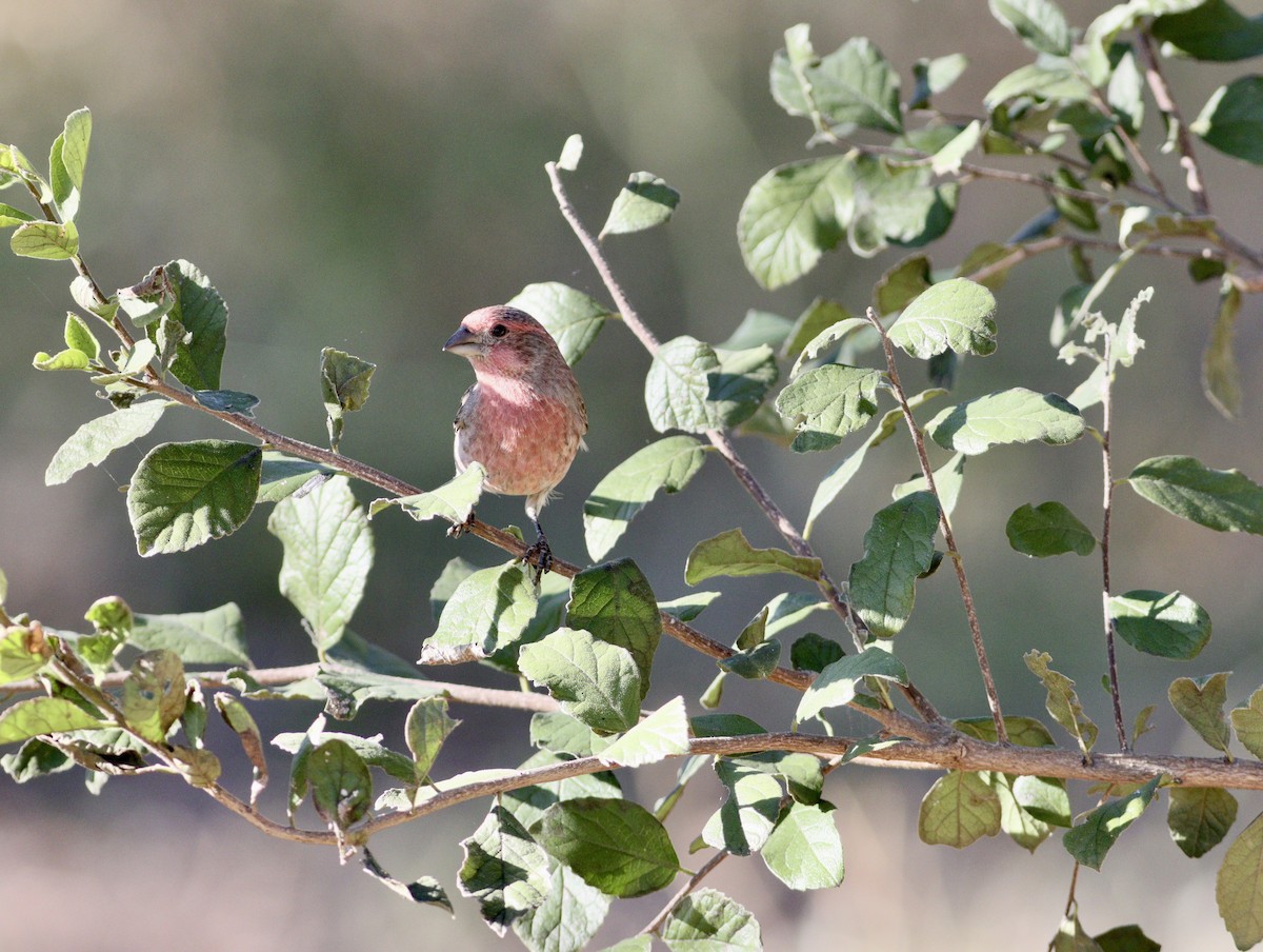 House Finch - ML643329940