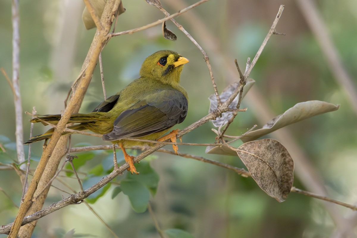 Bell Miner - ML643329943