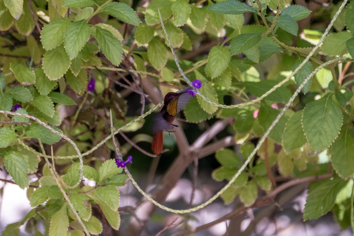 Ruby-topaz Hummingbird - ML643329947