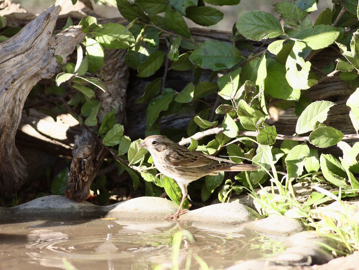 Lincoln's Sparrow - ML643329951