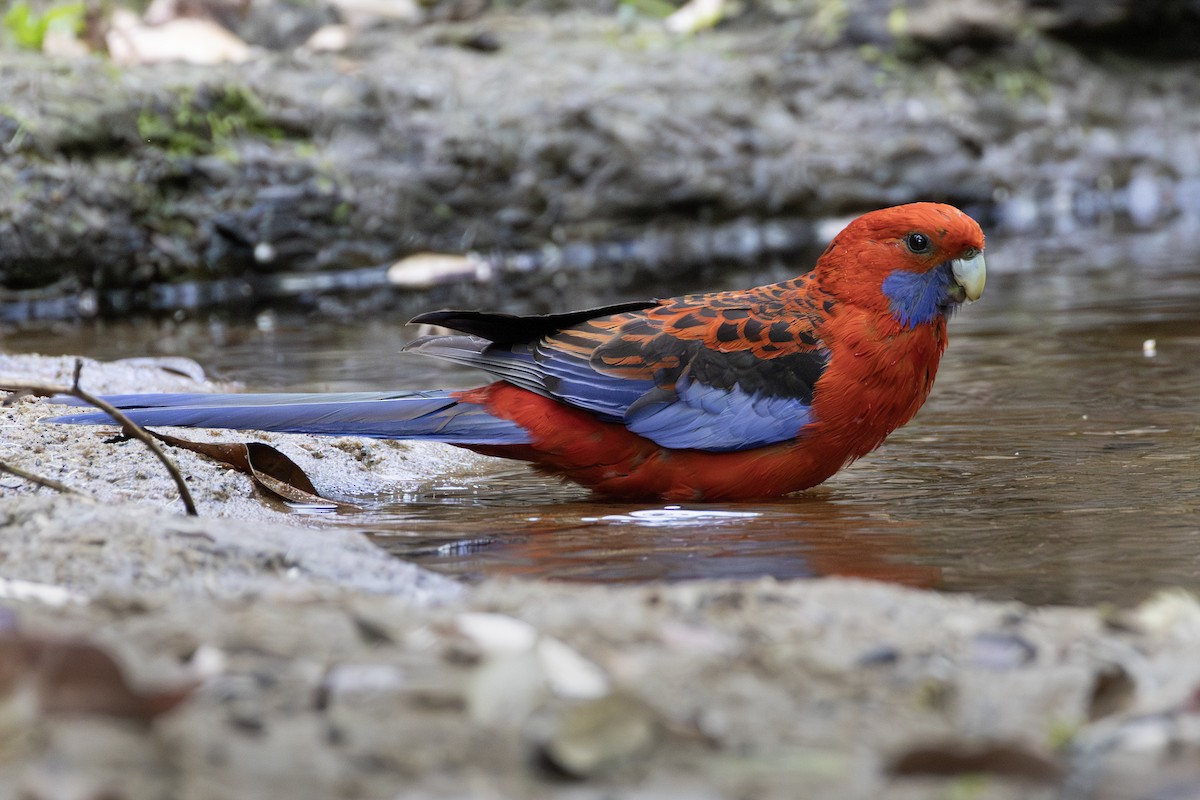 Rosella cremisi - ML643329955