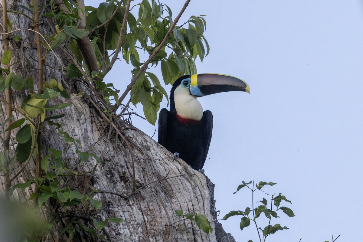 White-throated Toucan - ML643329959