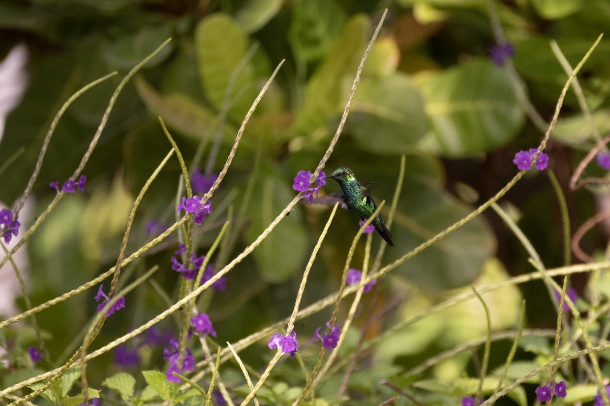 Blue-tailed Emerald - ML643329966