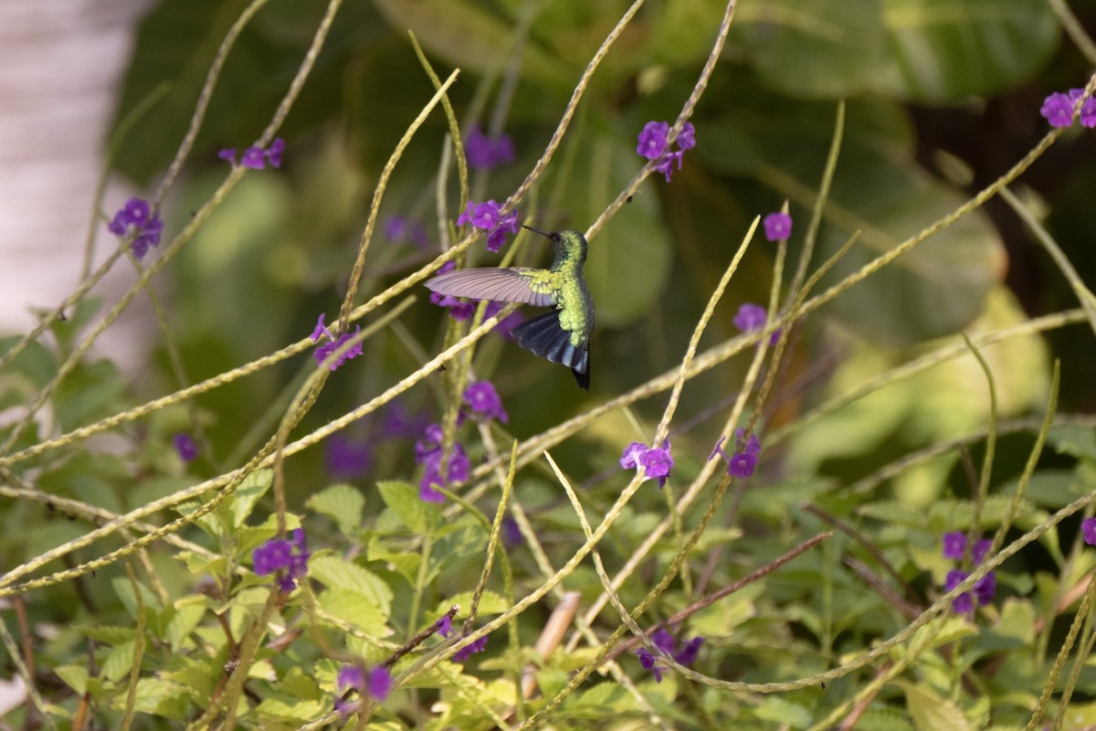 Blue-tailed Emerald - ML643329967