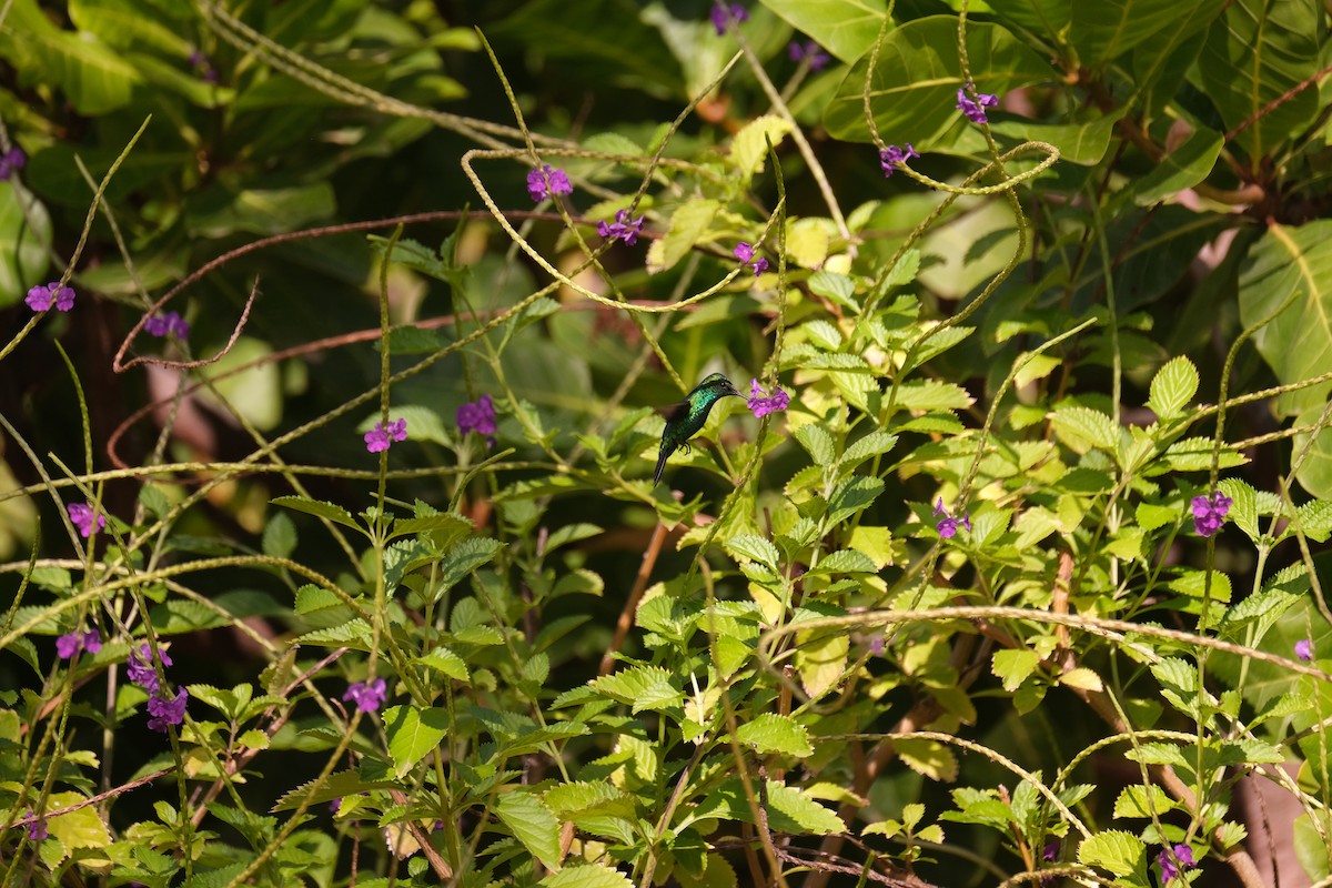 Blue-tailed Emerald - ML643329968