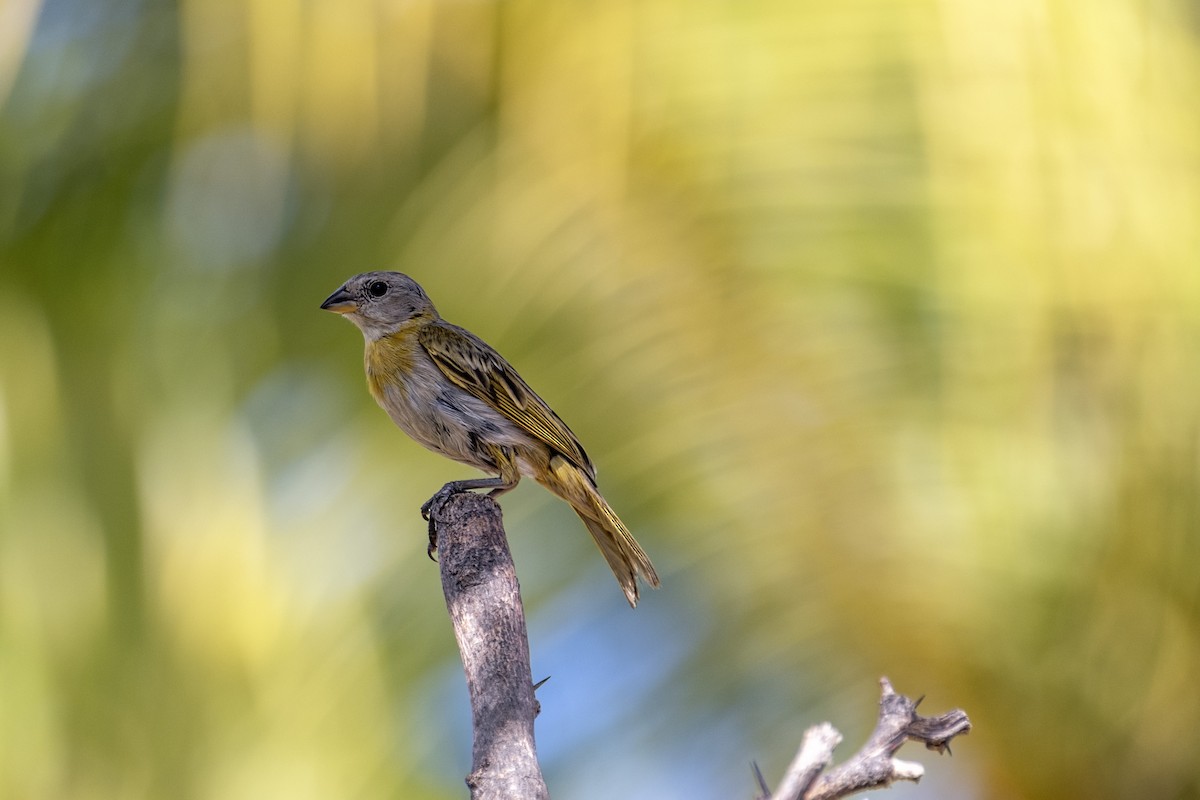 Saffron Finch - ML643329979
