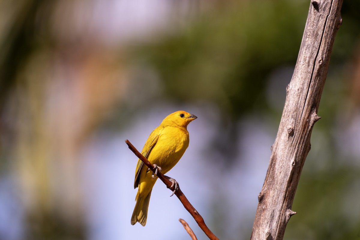 Saffron Finch - ML643329980