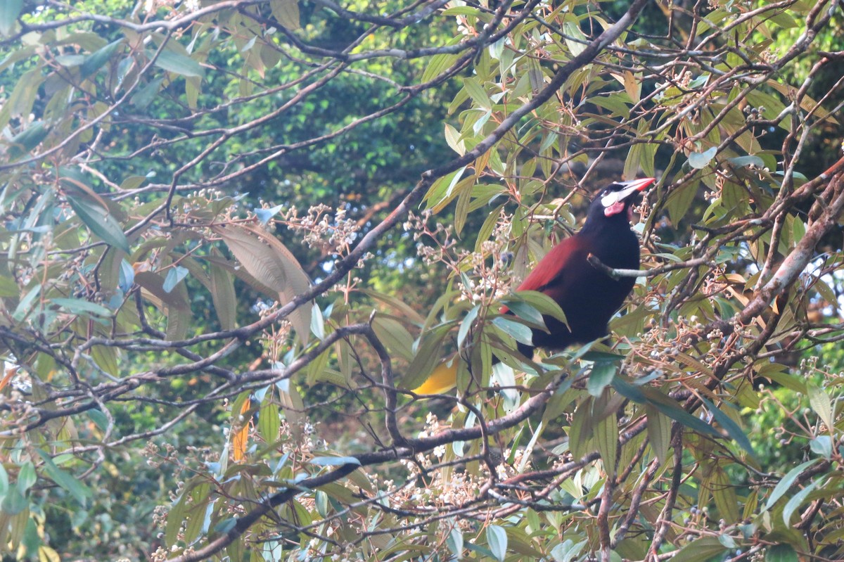 Cassique de Montezuma - ML643329984