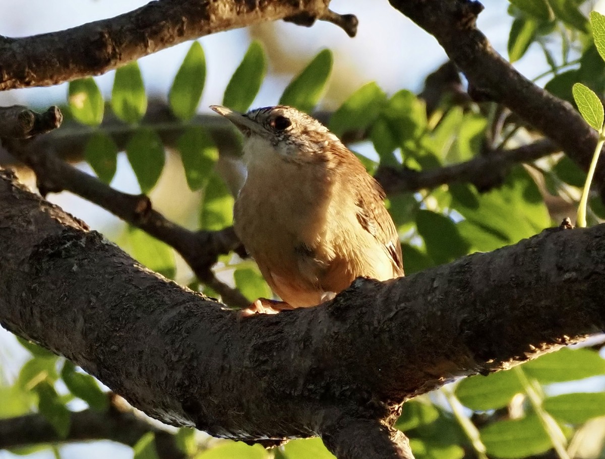 Carolina Wren - ML643329990