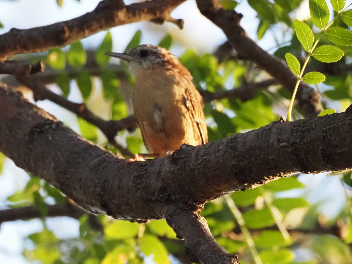 Carolina Wren - ML643329991
