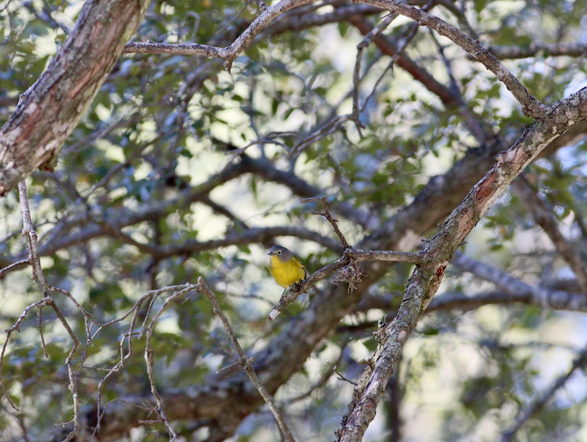 Nashville Warbler - ML643330002