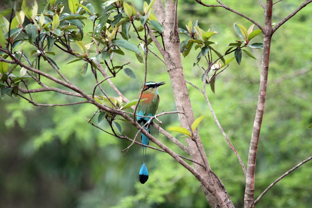 Turquoise-browed Motmot - ML643330003