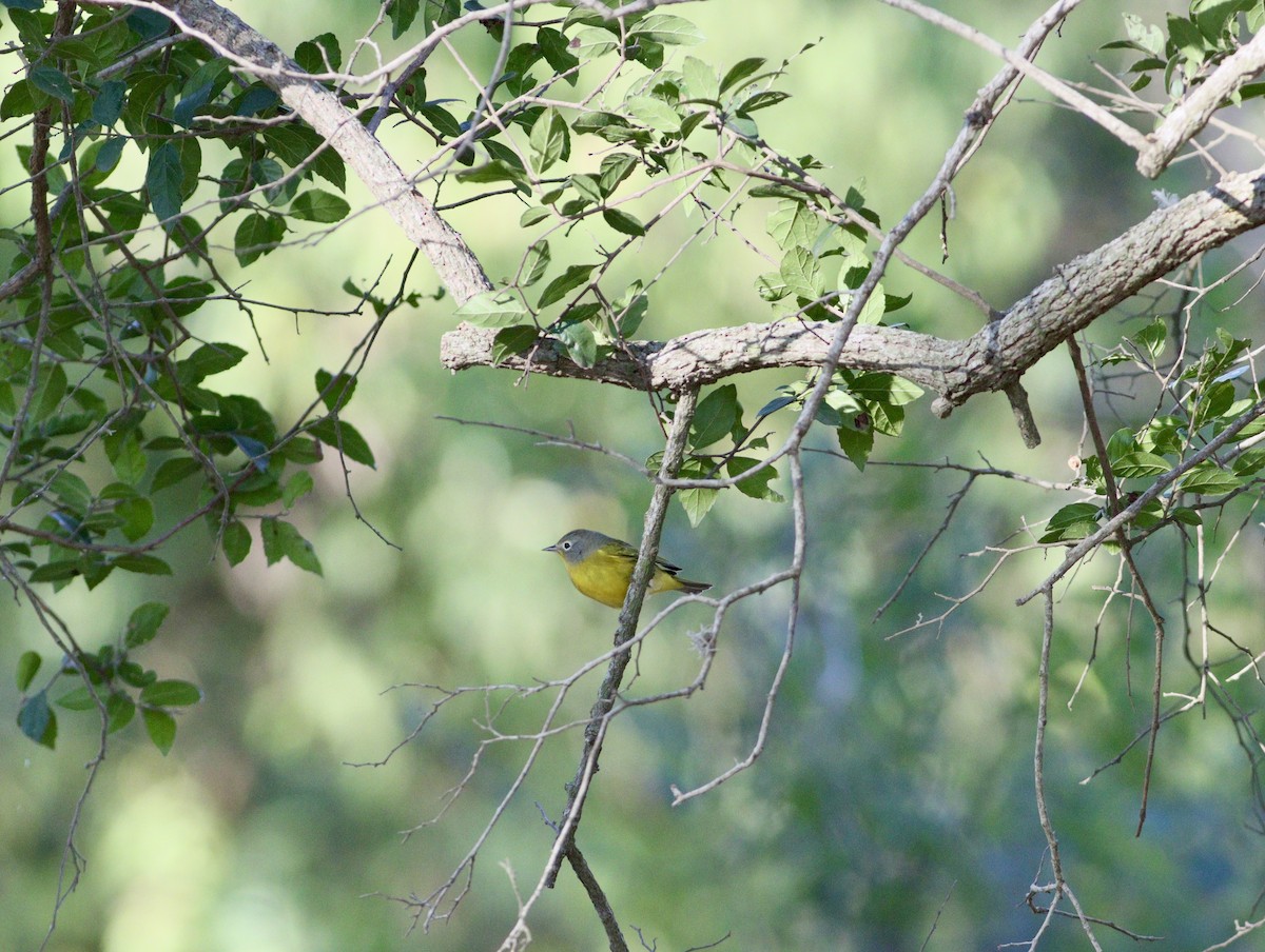 Nashville Warbler - ML643330004