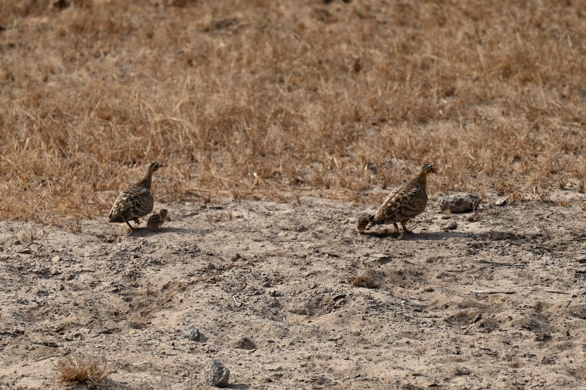 Black-faced Sandgrouse - ML643330014