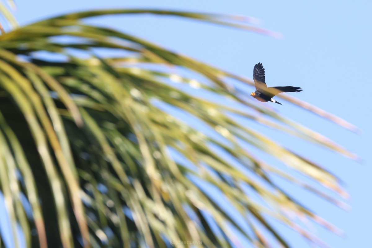 Black Caracara - ML643330016