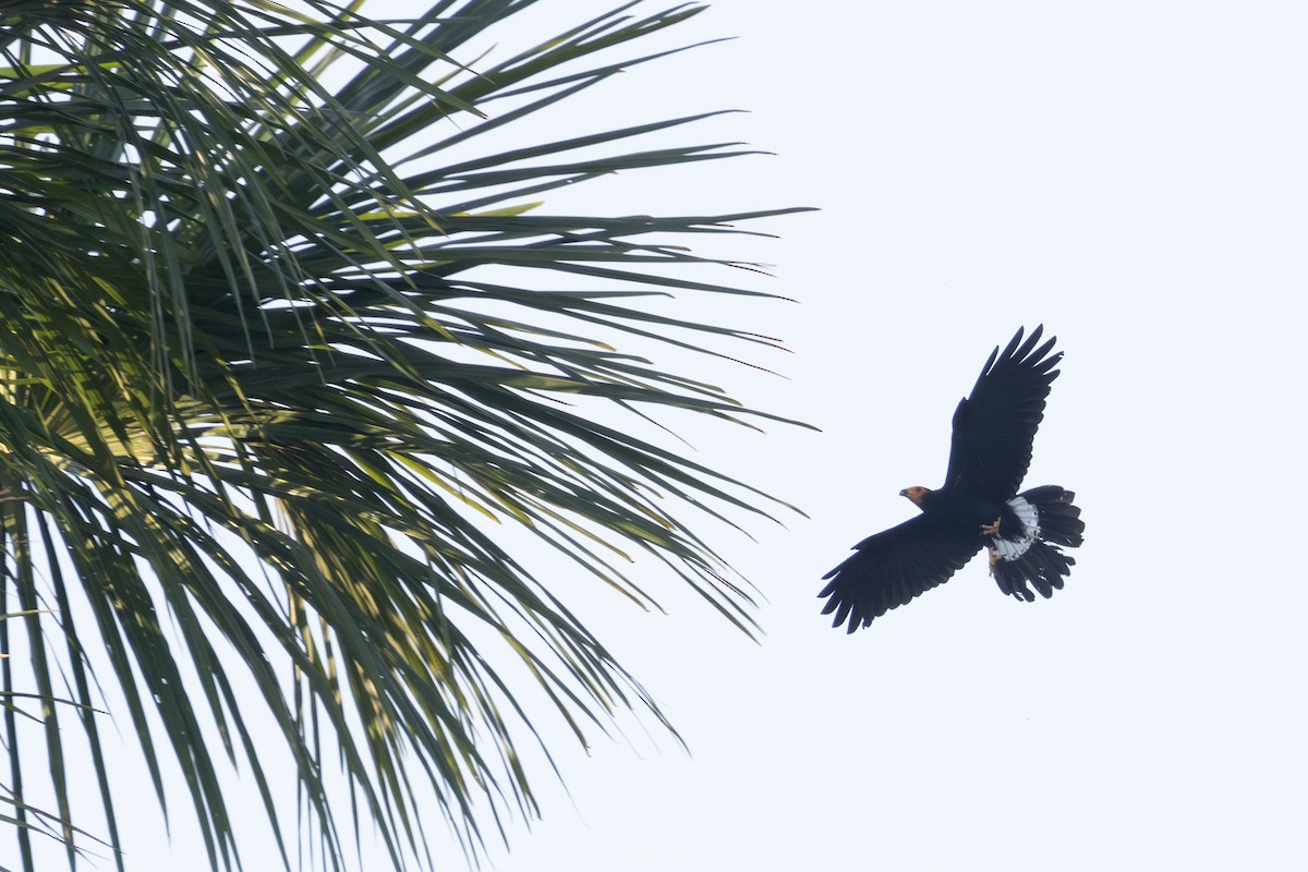 Black Caracara - ML643330017