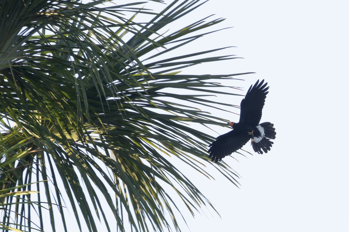 Black Caracara - ML643330018