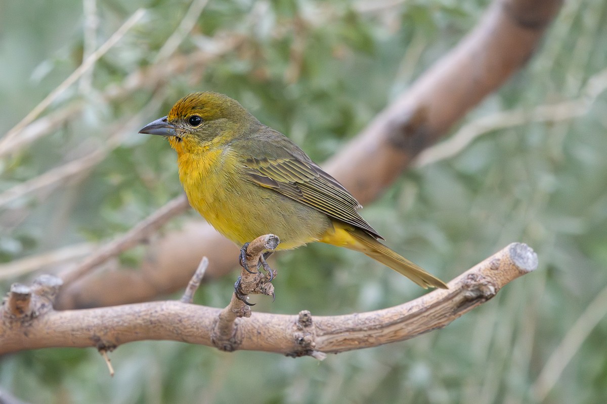 Piranga orangé - ML643330021