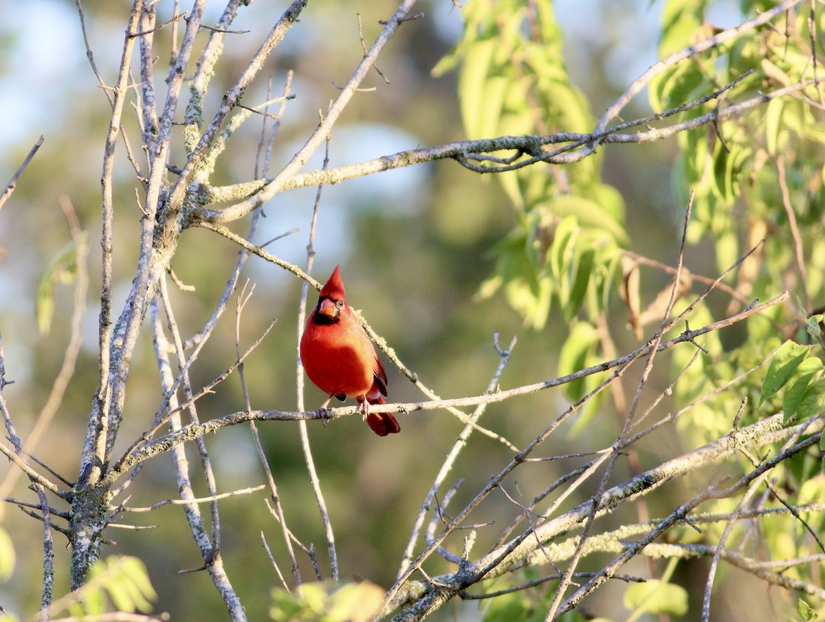 Northern Cardinal - ML643330030