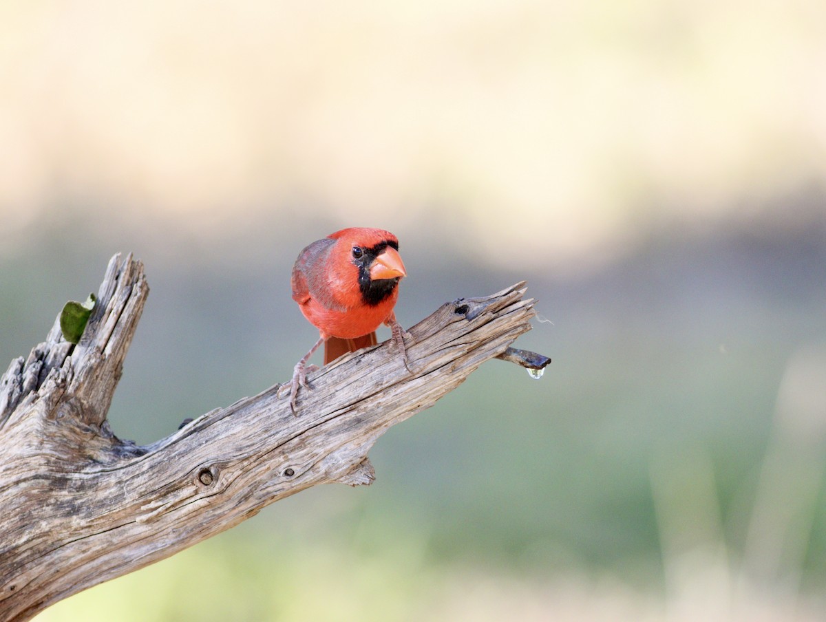 Northern Cardinal - ML643330032