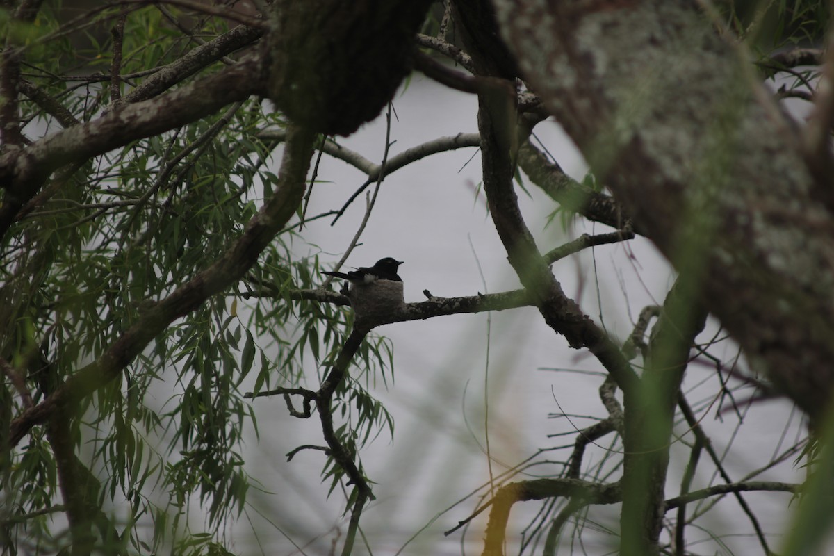 Willie-wagtail - ML643330054