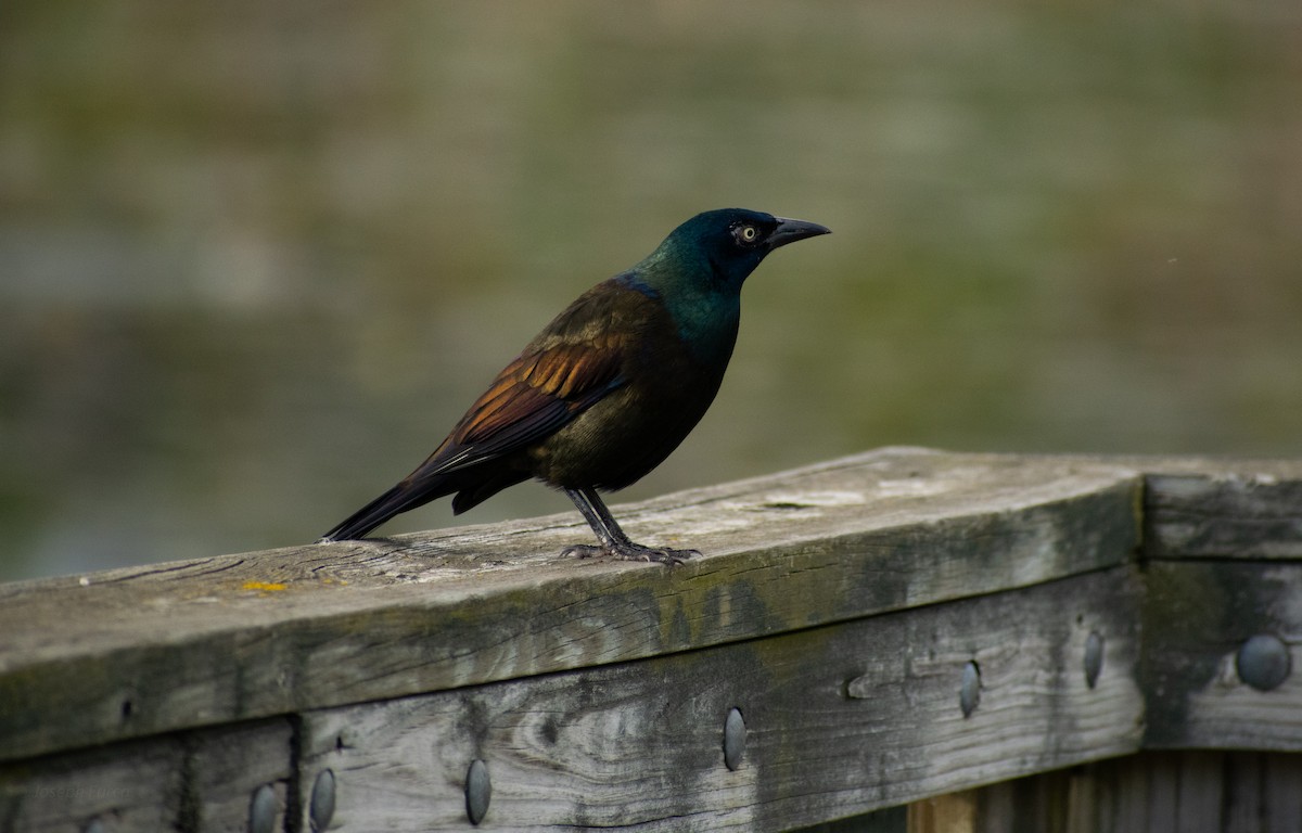 Common Grackle - ML643330065