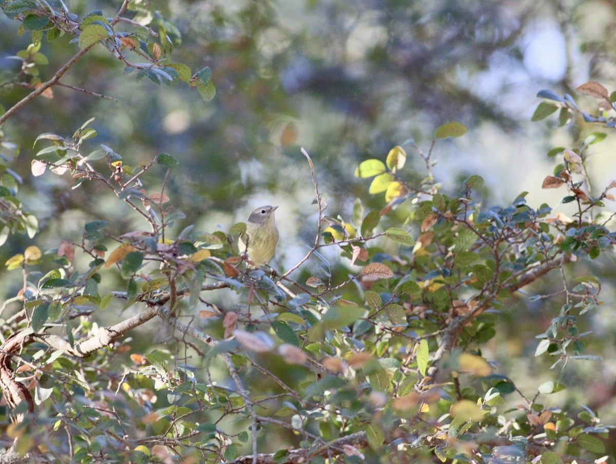 Orange-crowned Warbler - ML643330083