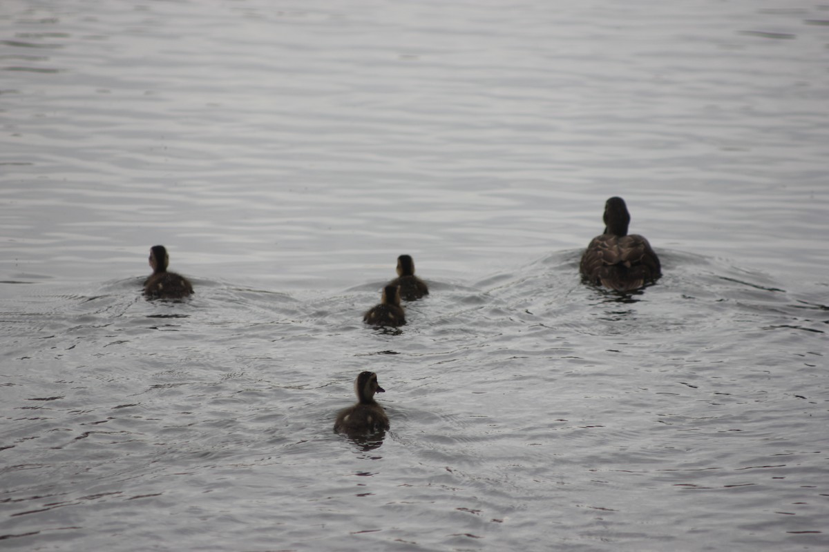 Pacific Black Duck - ML643330108