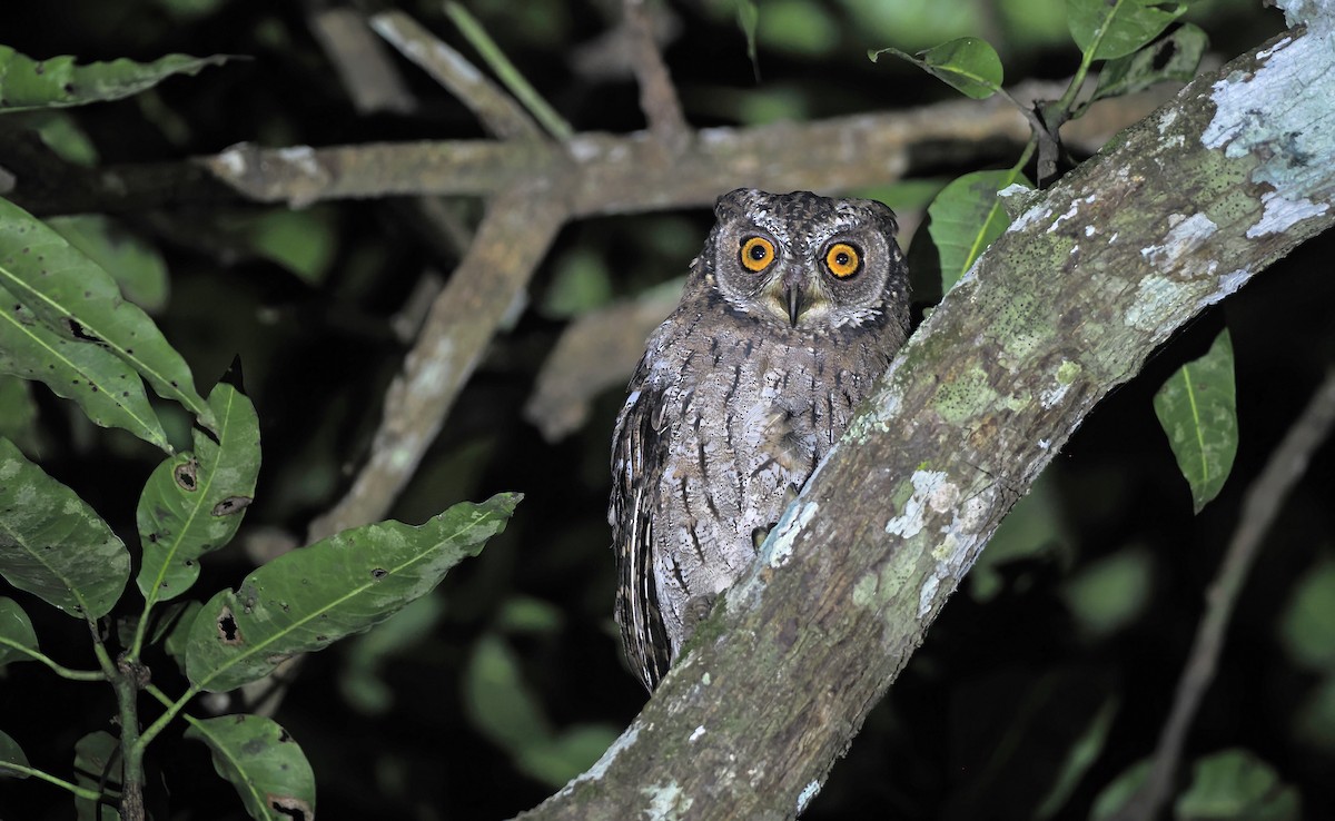 Moluccan Scops-Owl (Moluccan) - ML643330116