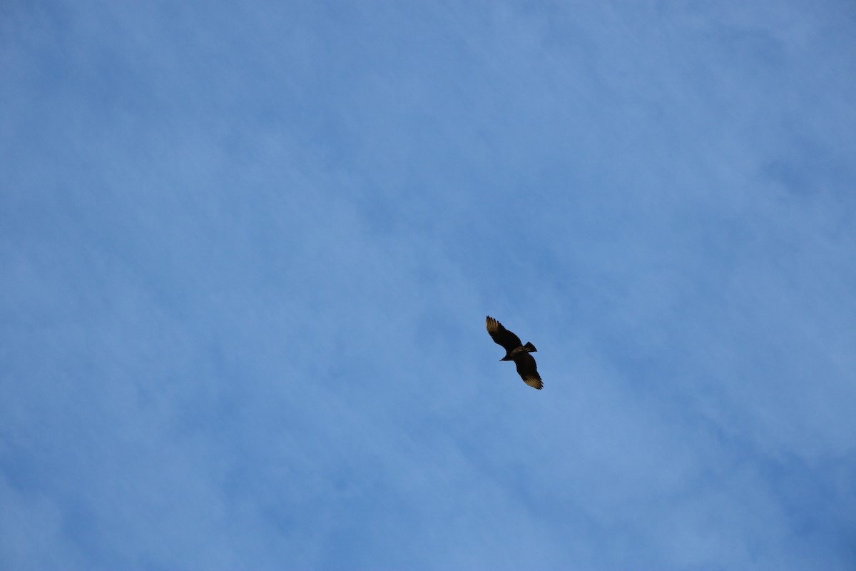 Black Vulture - ML643330128