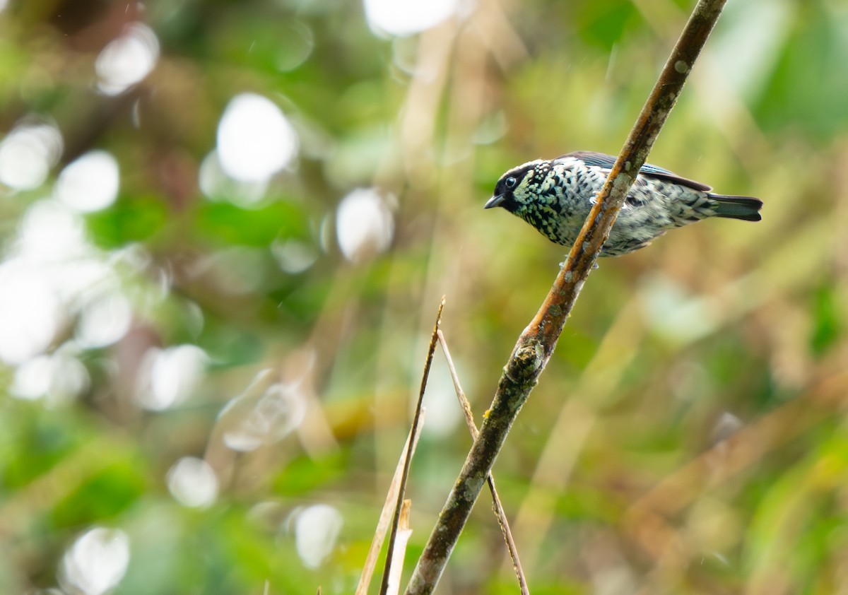 Beryl-spangled Tanager - ML643330133