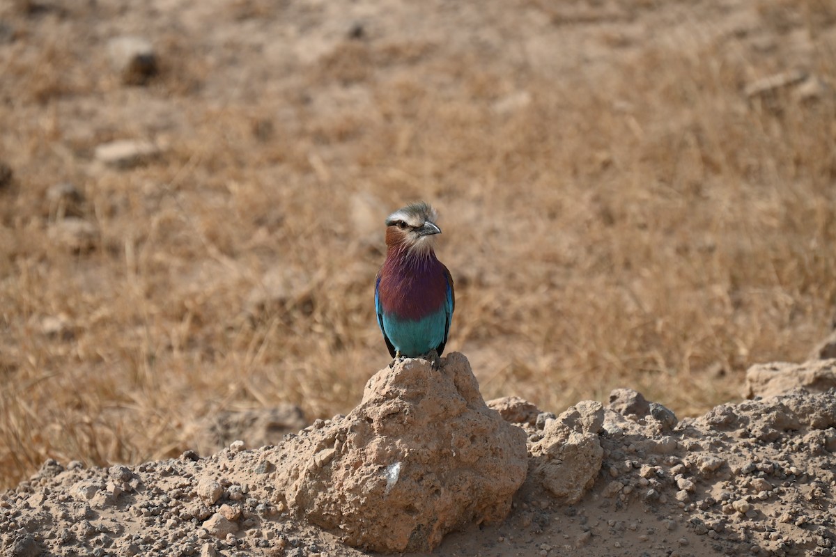 Lilac-breasted Roller - ML643330156