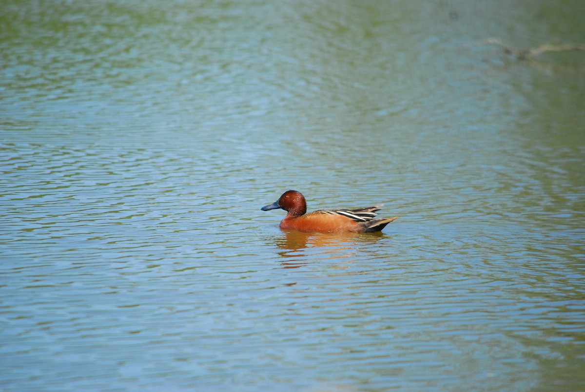 Cinnamon Teal - ML643330184