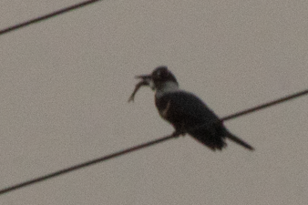 Ringed Kingfisher - ML643330188