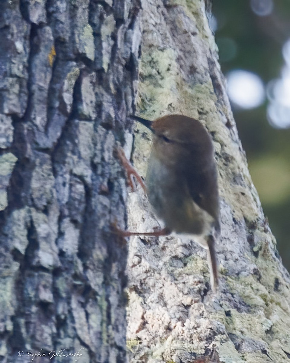 Large-billed Scrubwren - ML643330189