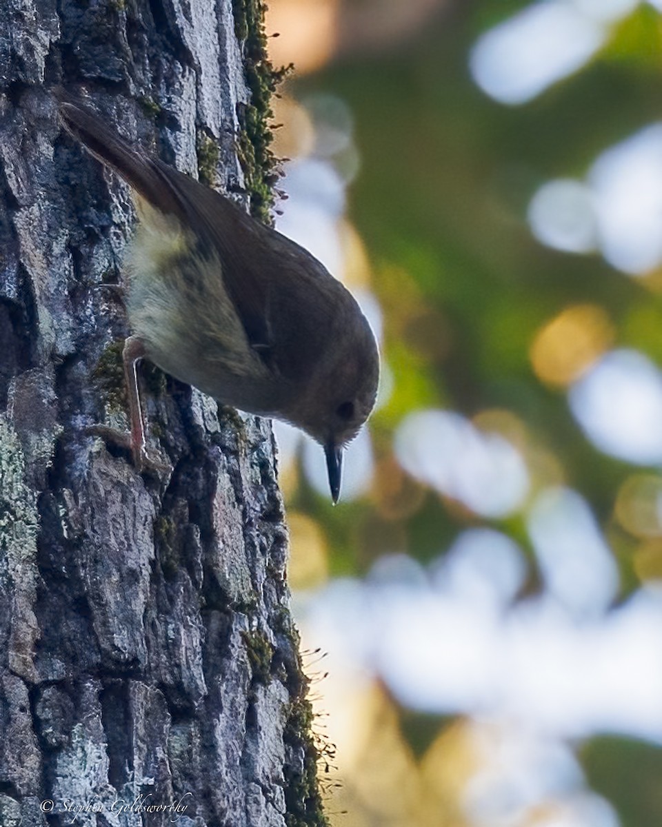 Large-billed Scrubwren - ML643330190