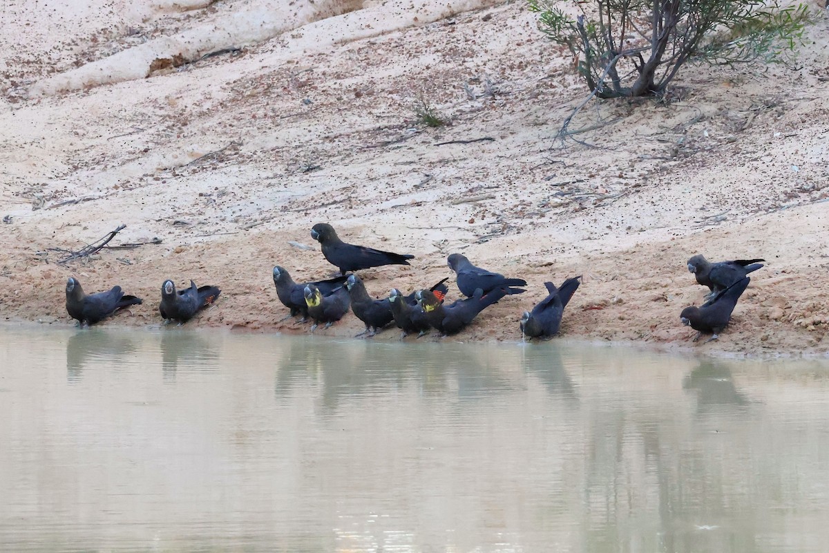 Parlak Siyah Kakadu - ML643330204
