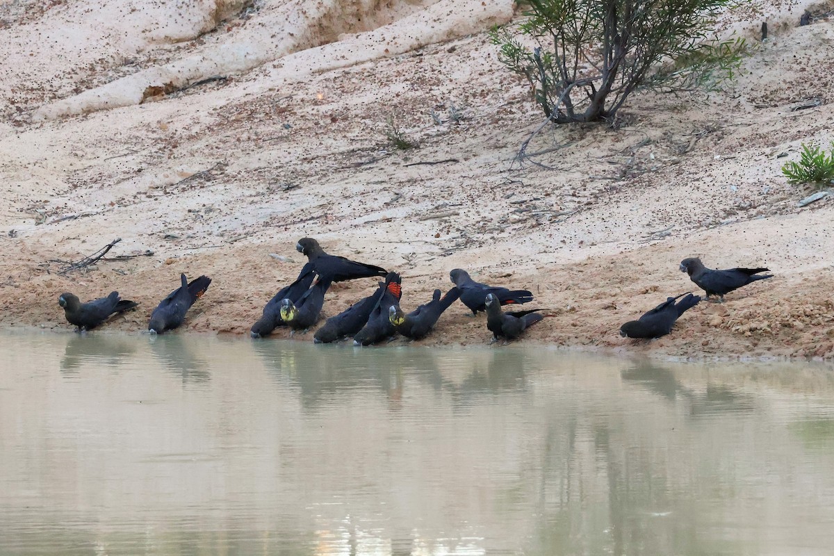 Parlak Siyah Kakadu - ML643330205