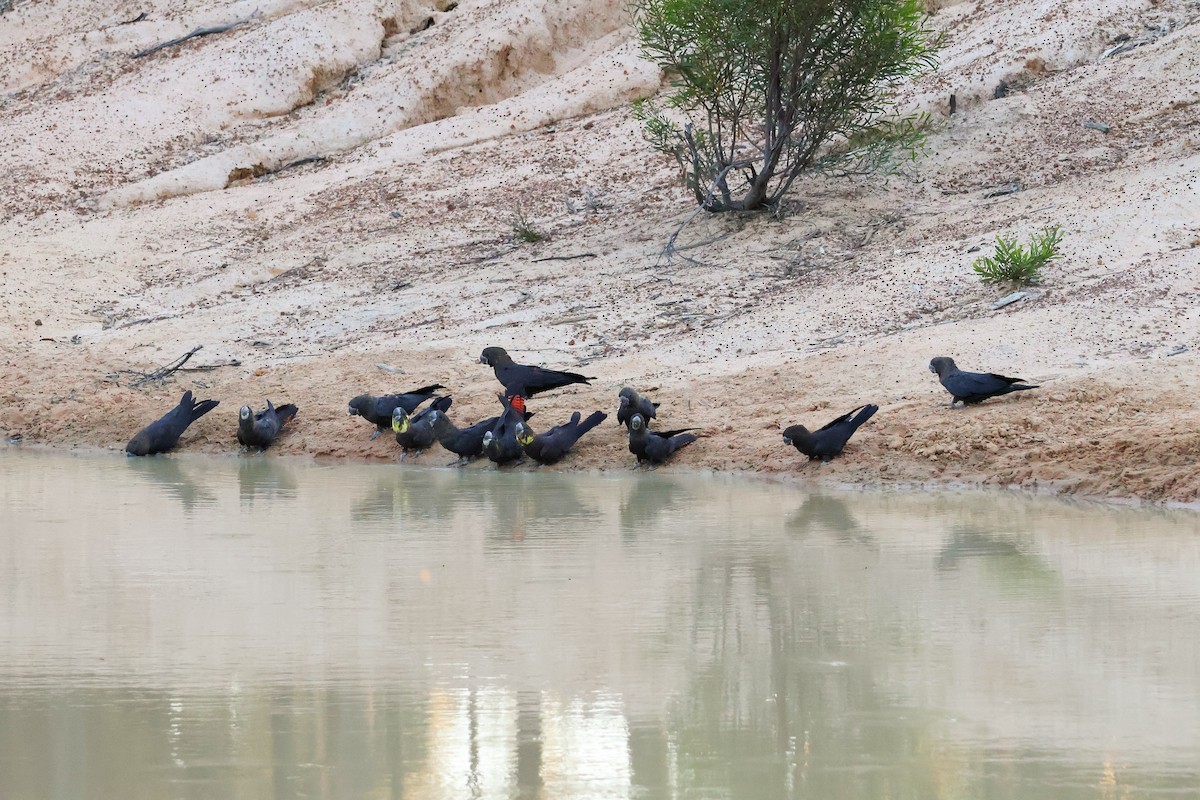 Parlak Siyah Kakadu - ML643330206