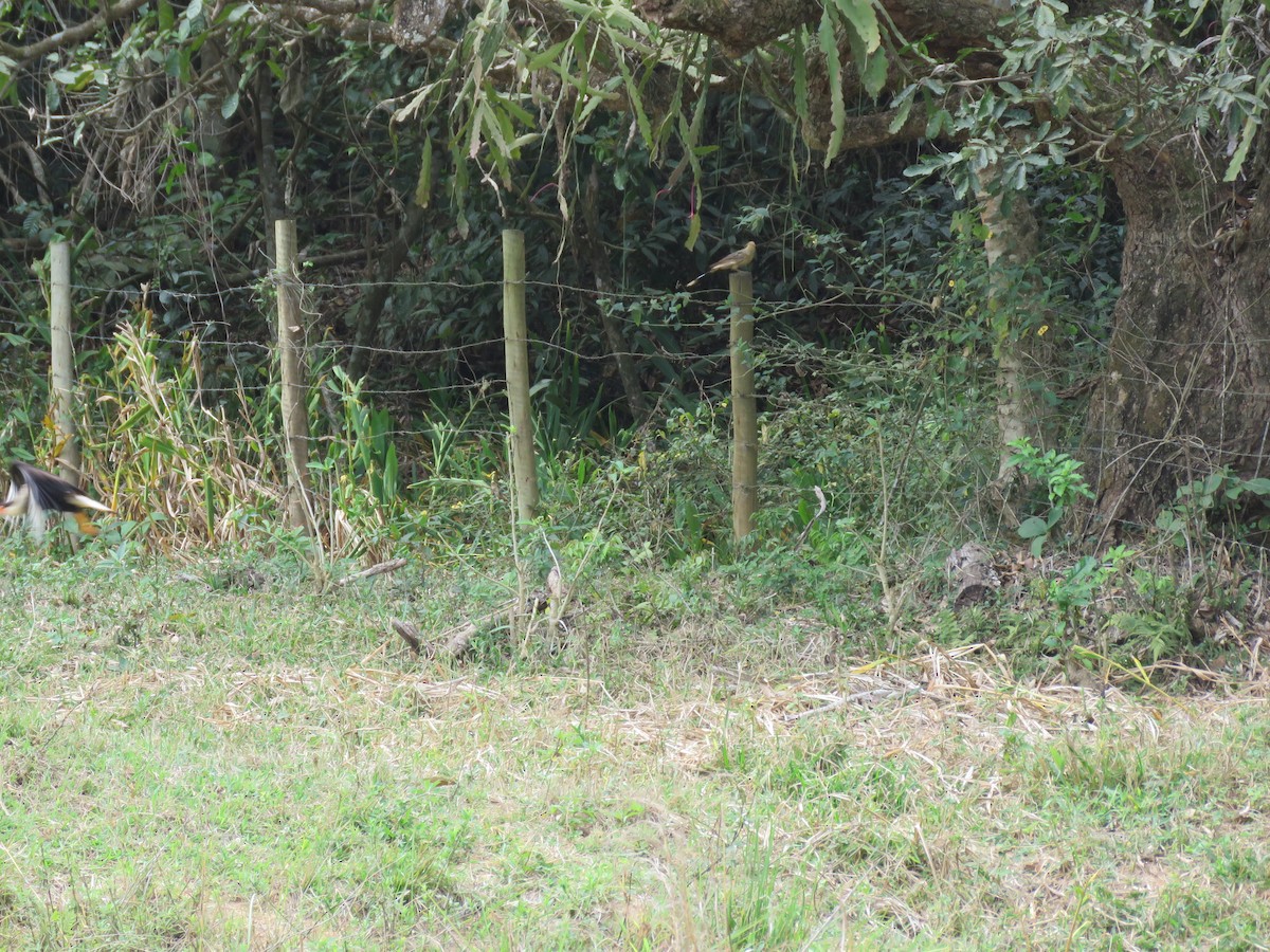 Guira Cuckoo - ML643330255